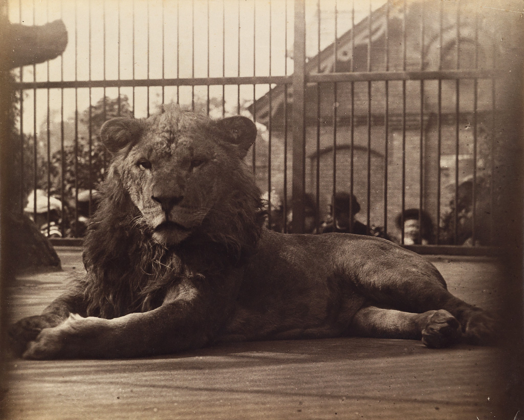 HENRY DIXON & SON (active 1870-1880s) Lion at the London Zoo.